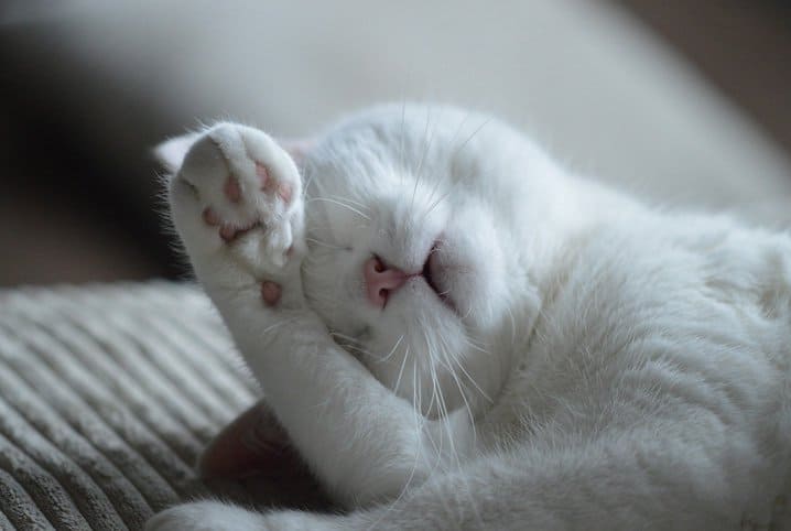 Como deixar a pelagem de gatos sempre linda?