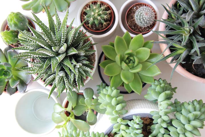 Plantas para ter no quarto: descubra algumas delas | Petz