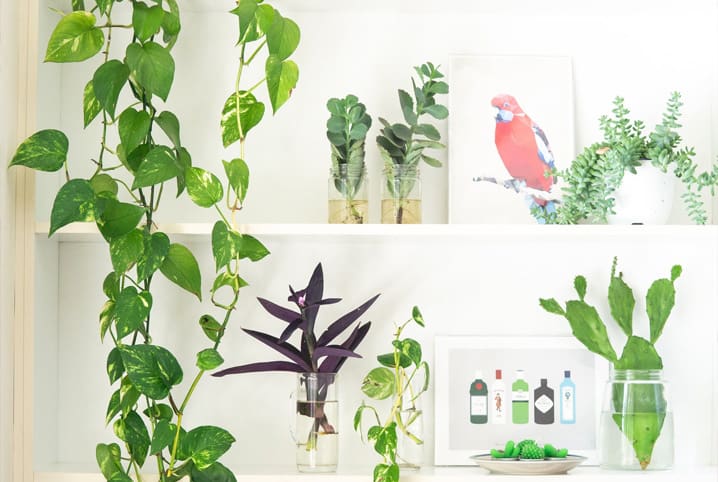 Plantas para ter no quarto: descubra algumas delas | Petz