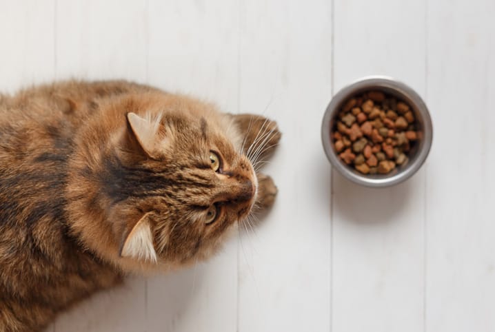 Alimentação de gatos: como lidar com casos de intolerância