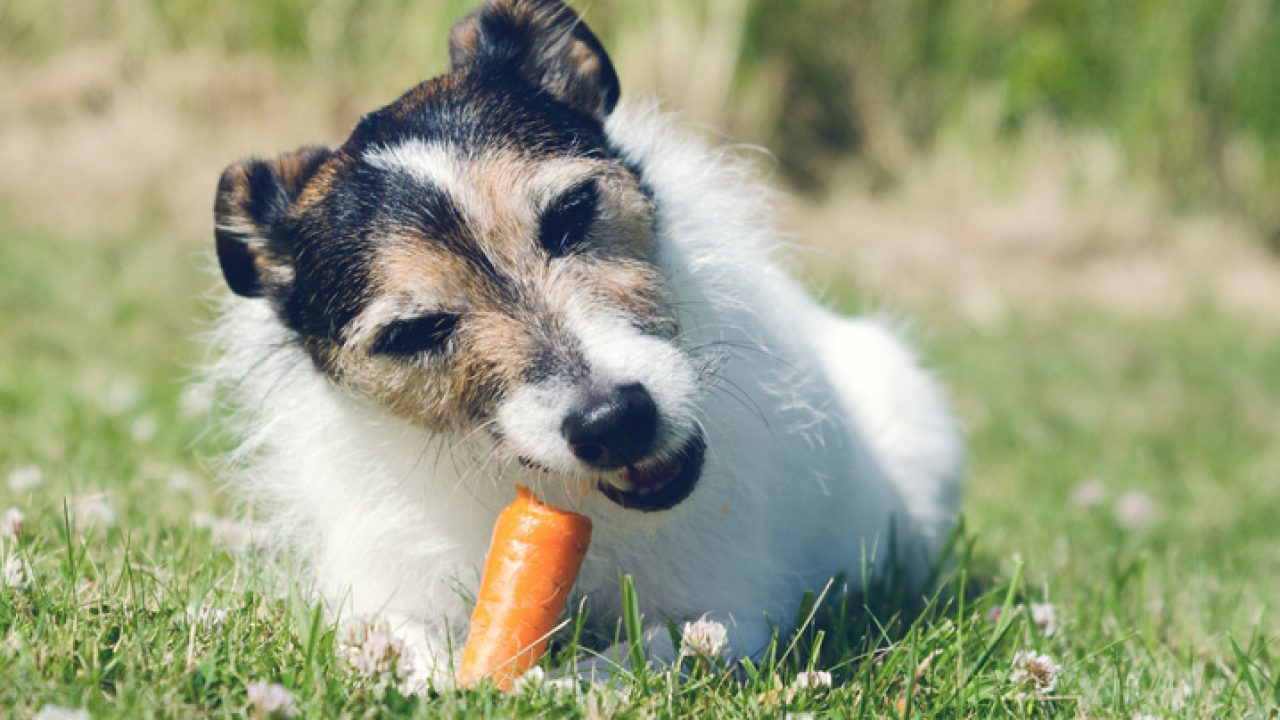 Cachorro pode comer damasco? Veja os benefícios e contraindicações, Nutrição