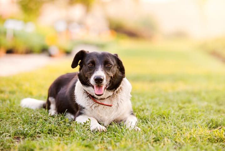 Como aumentar a imunidade do cachorro: 4 passos para uma saúde de ferro