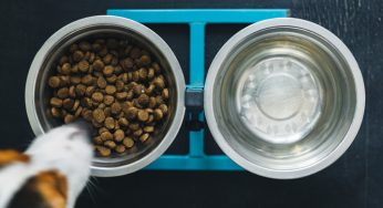 Cachorro pode beber água gelada?