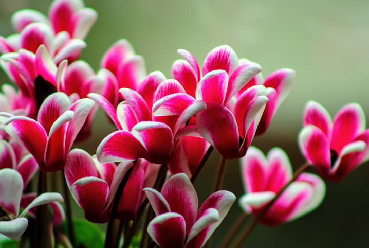 Cyclamen Como Cuidar Saiba Tudo Sobre Essa Plantinha Petz