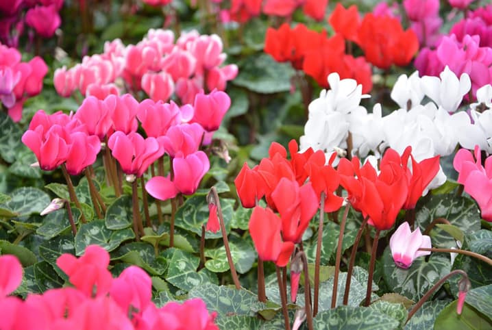 Cyclamen: como cuidar? Saiba tudo sobre essa plantinha | Petz