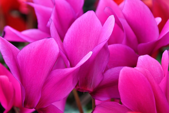 Cyclamen: como cuidar? Saiba tudo sobre essa plantinha | Petz