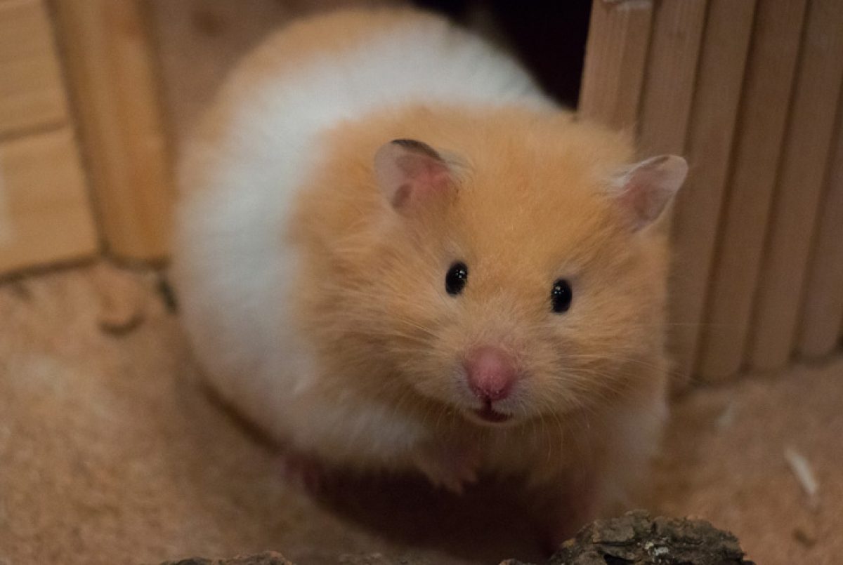 Featured image of post Imagens De Hamster Chinês : Eles vivem de dois a três anos em média.