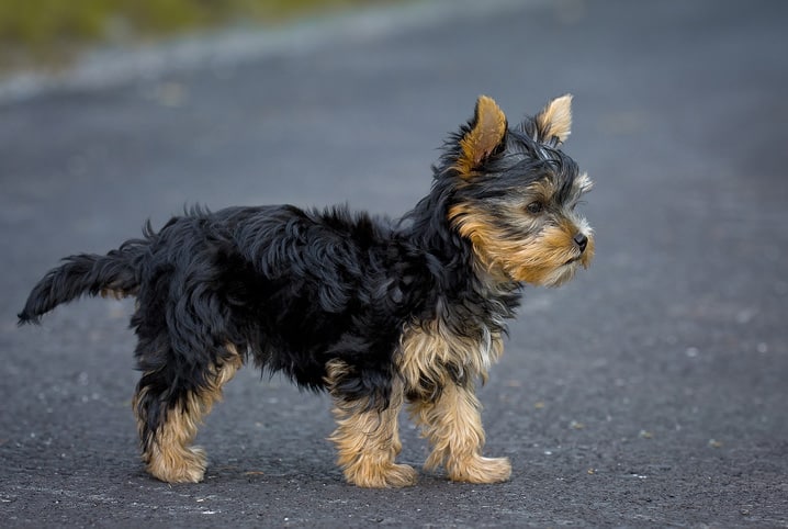 luxacao de patela em cachorro