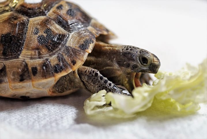 Você sabe o que as tartarugas comem? É hora de descobrir!
