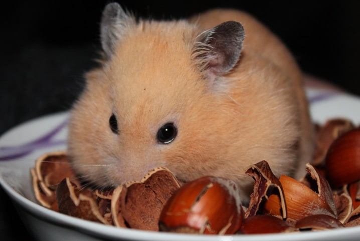 Descubra o que hamster pode comer (e o que não pode)