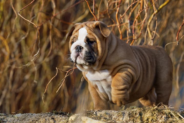 Obesidade canina: como identificar se seu pet está acima do peso