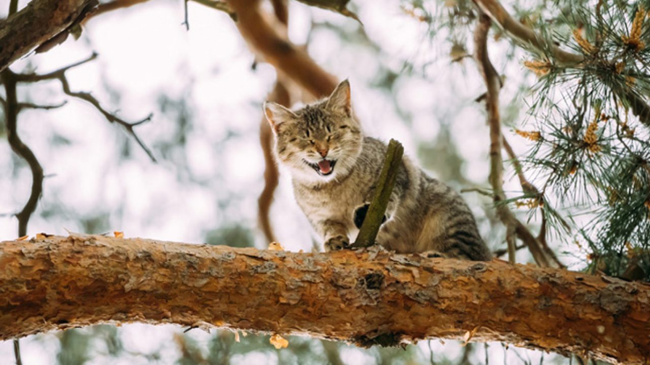 Gato nasce sem ânus em caso raro e é salvo após ficar 50 dias sem