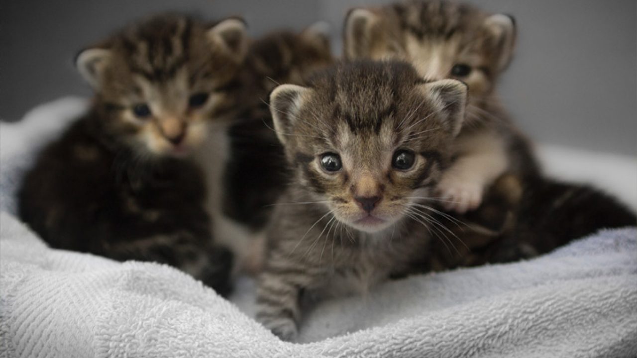 Gato chama atenção ao nascer com duas cabeças