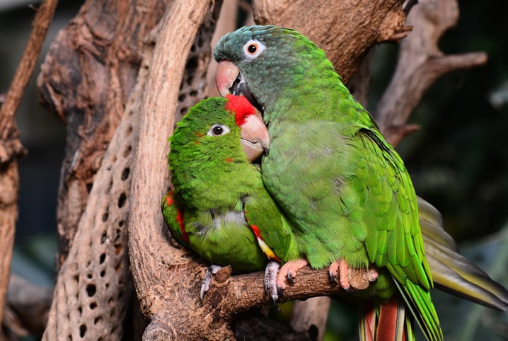 Tudo sobre papagaio: conheça detalhes sobre esse bichinho | Petz Tudo sobre papagaio: conheça detalhes sobre esse bichinho | Petz