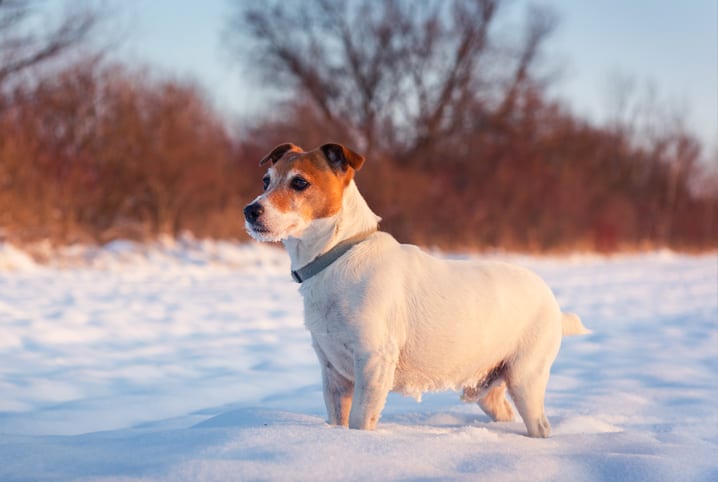 Cachorro branco e marrom na neve