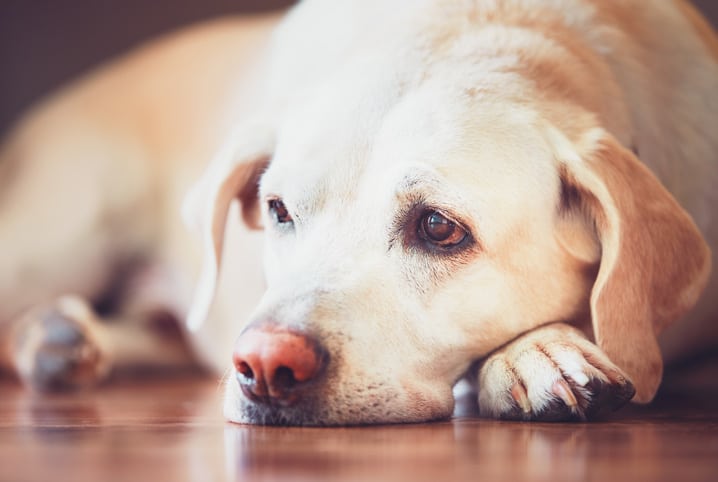 Anemia em cães: saiba mais sobre o problema