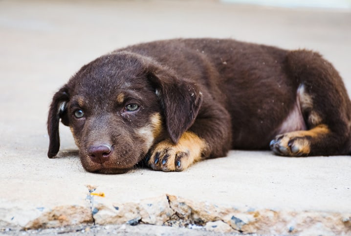 Cachorro triste e sujo deitado no chão