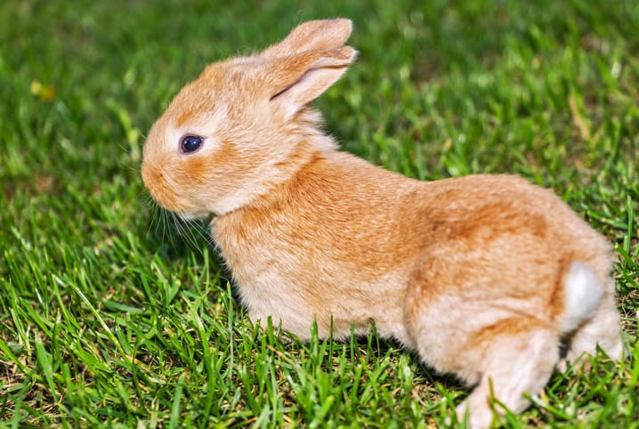 Como cuidar de um coelho filhote: saiba tudo sobre os orelhudos