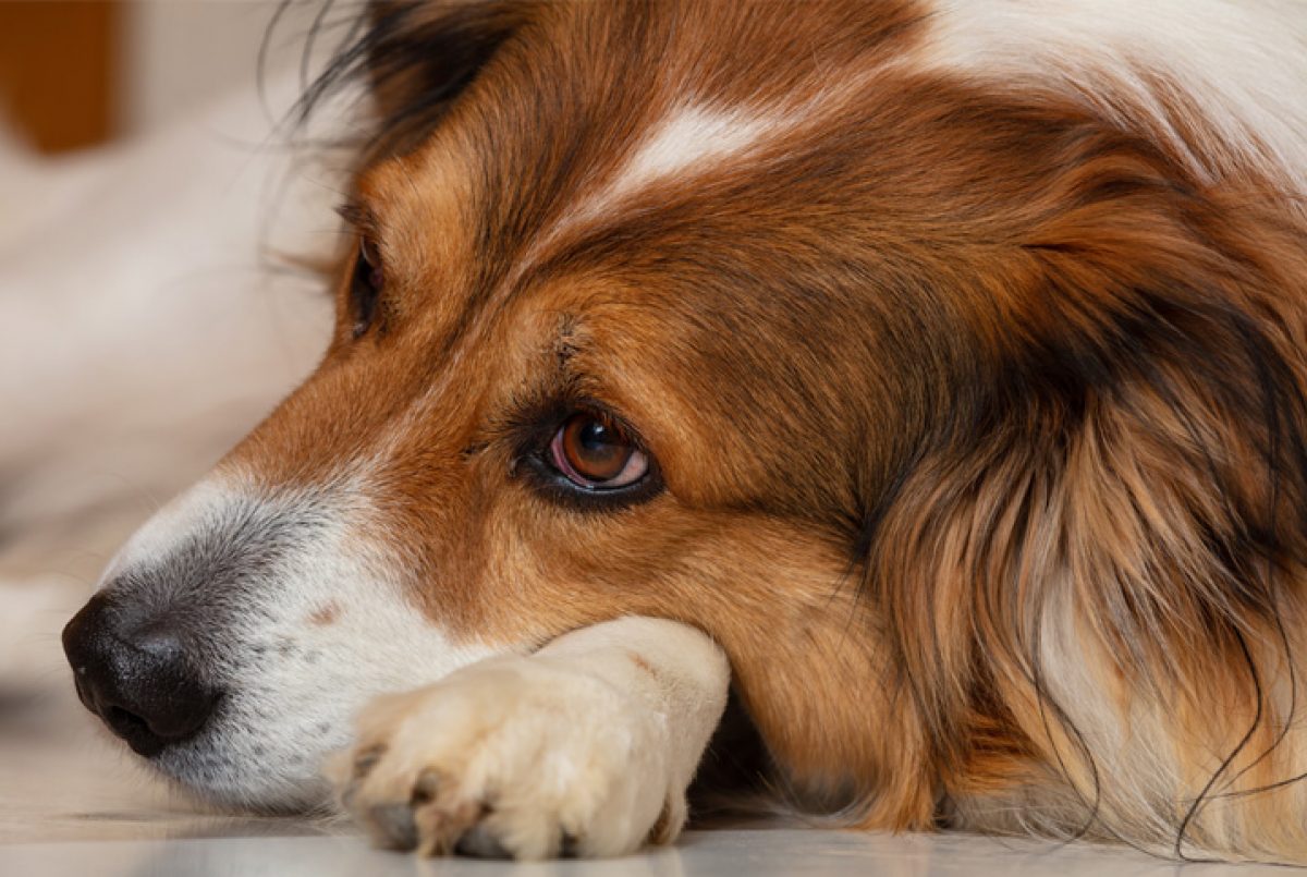 síntomas de diabetes en cachorros