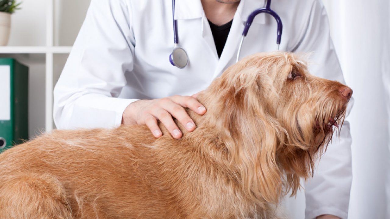 Doença do carrapato ataca o figado Clearance