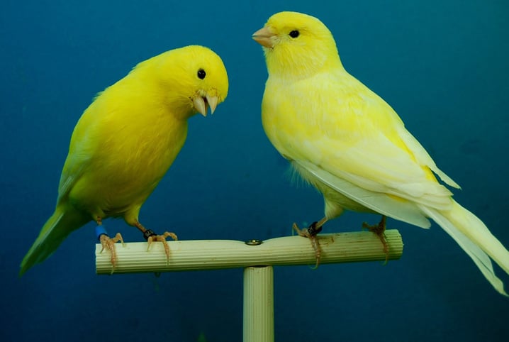 especies de passaros 1