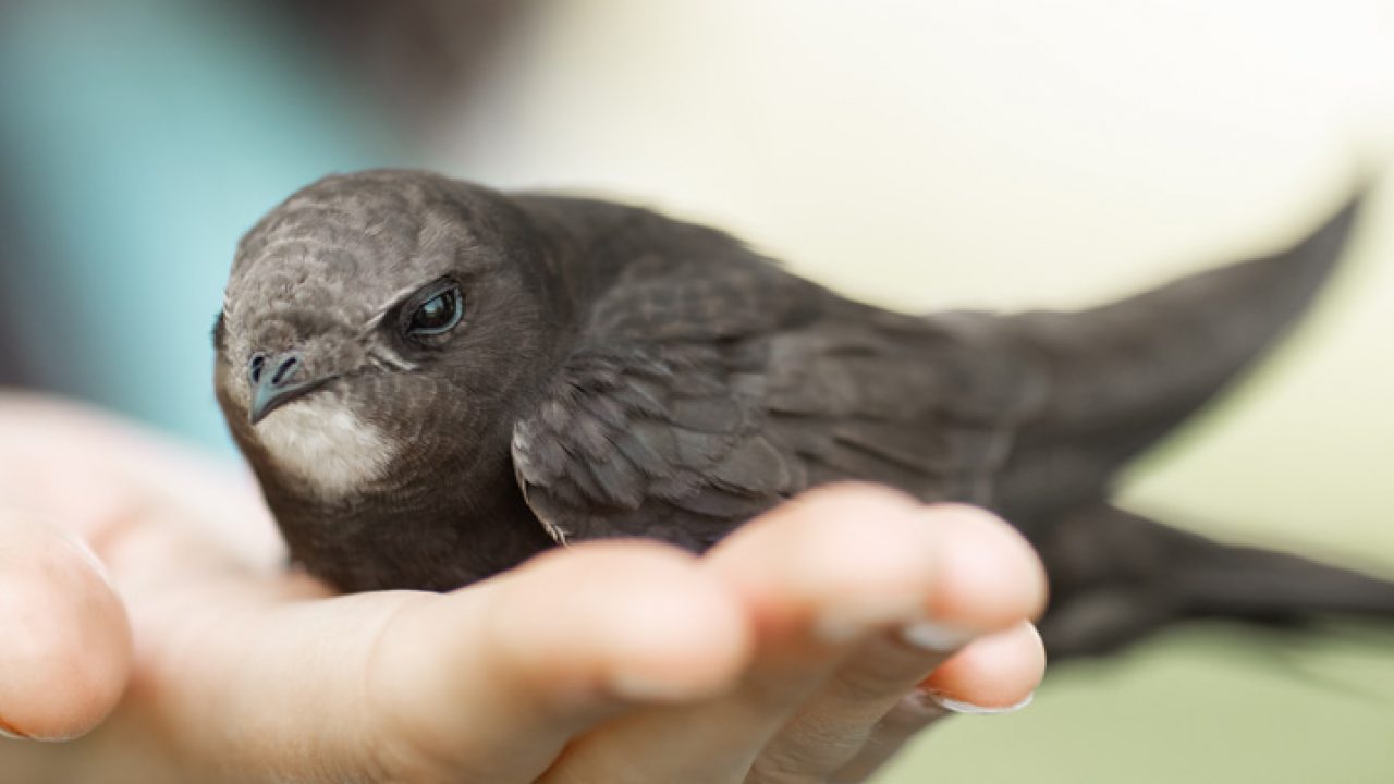 Filhote de pássaro: confira quais os cuidados essenciais | Petz