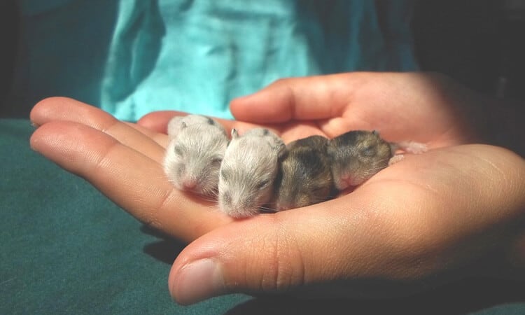 filhotes de hamster na mão