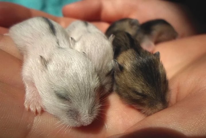 Filhotes de hamster: saiba quais são os principais cuidados!
