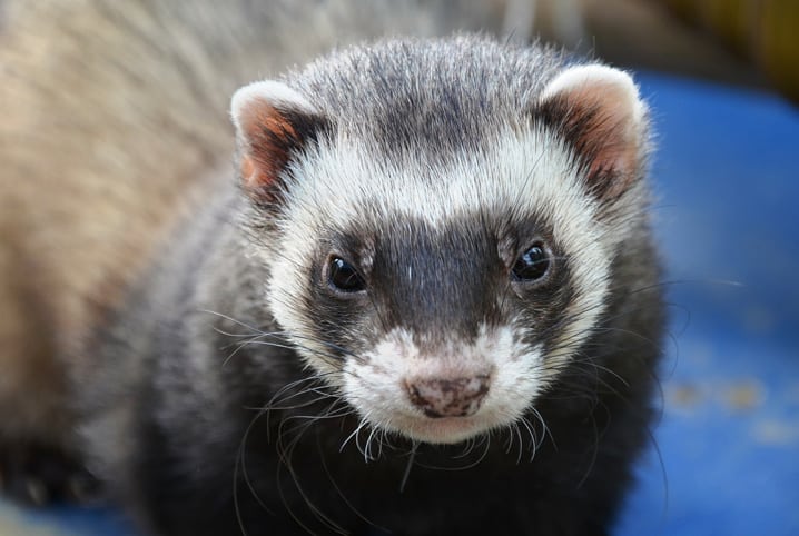 Um pequeno animal com um grande número de pequenos objetos em cima dele.