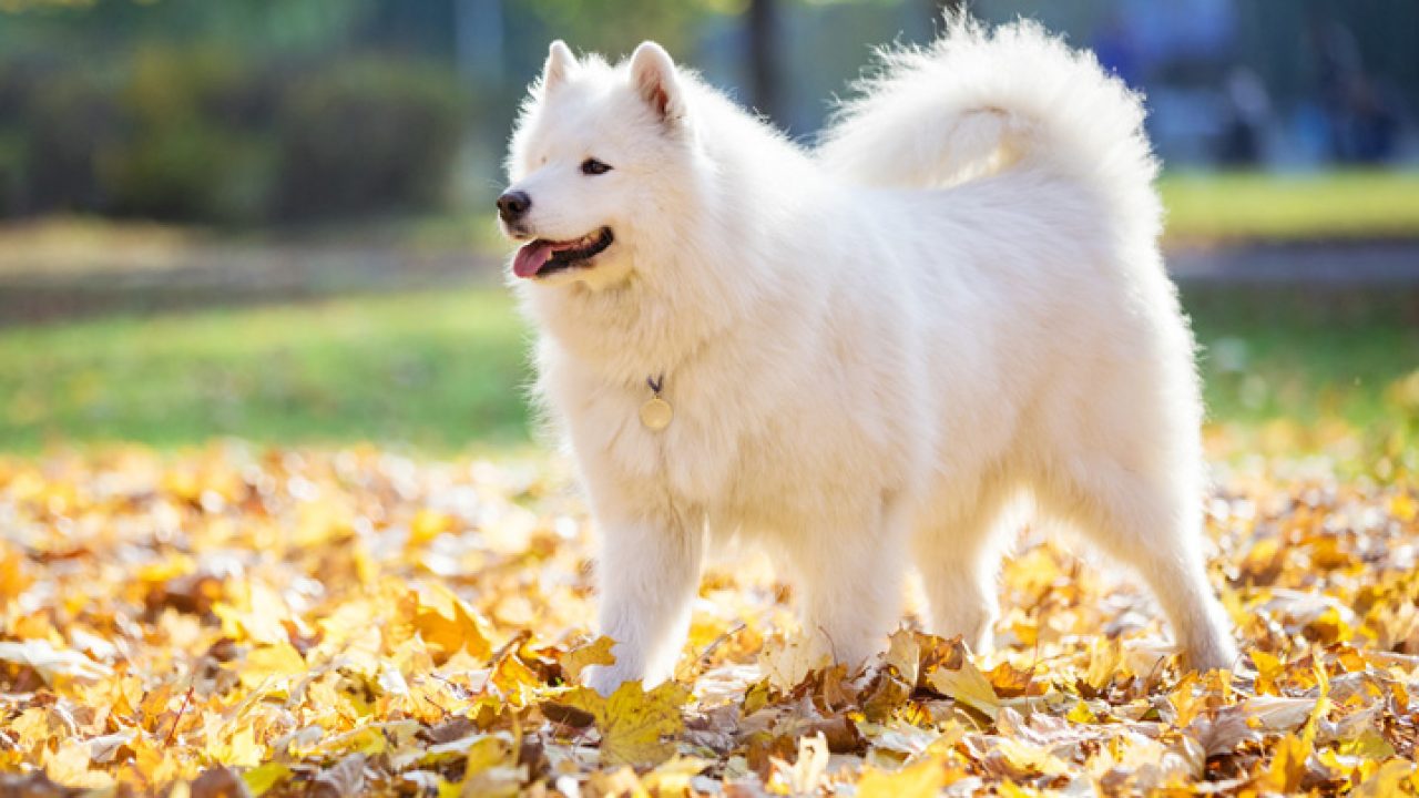 Meu pet está com pelos caindo, preciso me preocupar? Confira causas e como evitar a queda de pelo