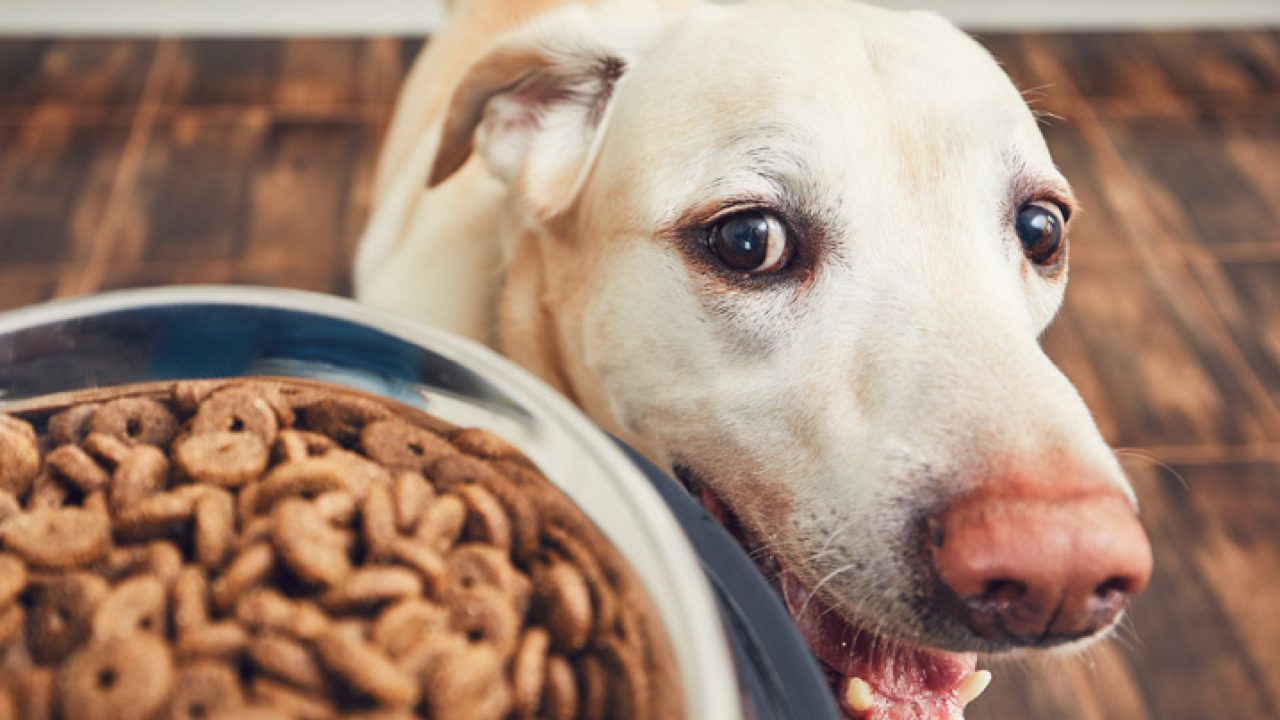 Quantas vezes um cachorro deve comer por dia? Confira! | Petz Quantas vezes um cachorro deve comer por dia? Confira! | Petz