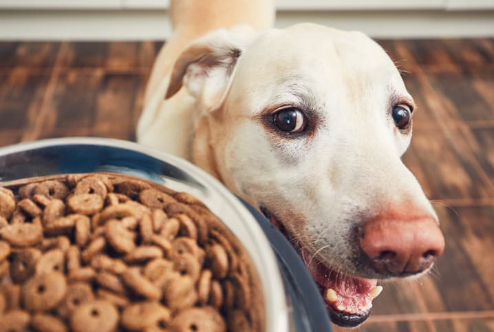 Confira 11 endereços onde comer um bom cachorro-quente