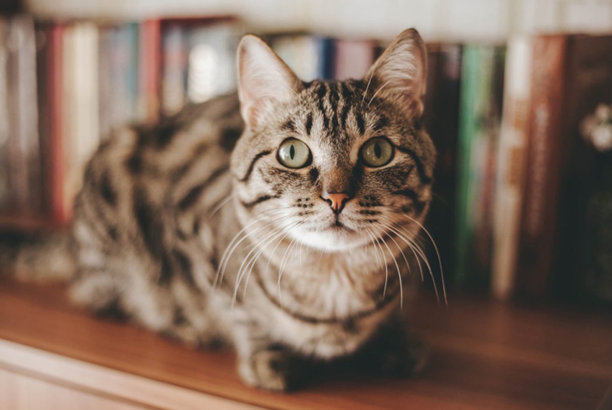Featured image of post Gato Rebaixado Gordo Como rebaixar um gato com uma fita adesiva ou papel higi nico