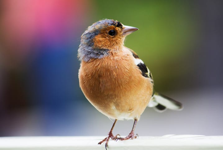 respiracao das aves passaros