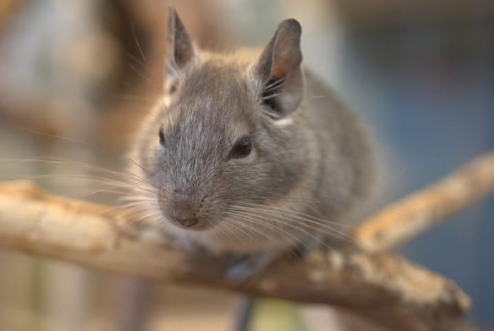 Tipos de ratos: você conhece todos?