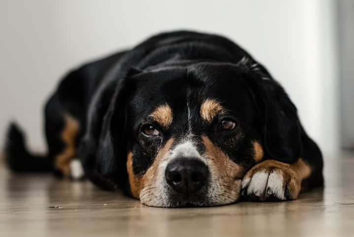 Saiba quais são os tipos, os sintomas e os tratamentos da sarna em cachorro