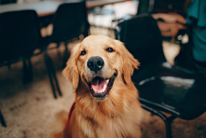 golden retriever feliz