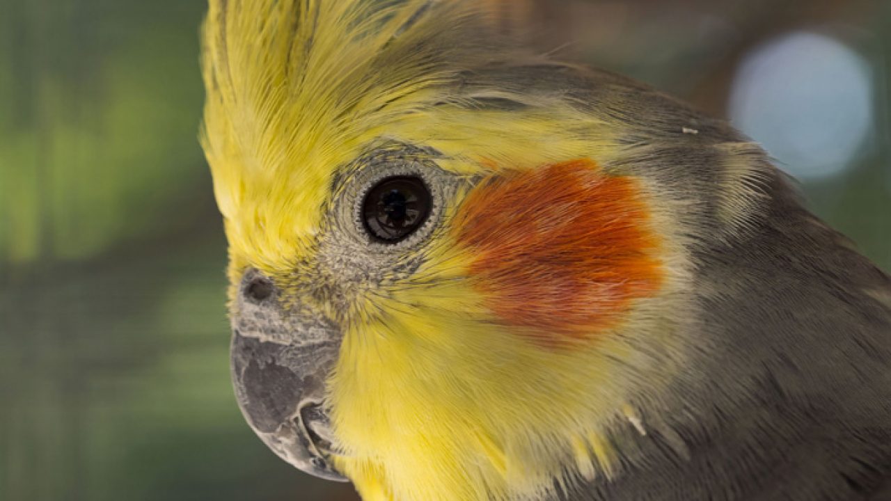 Tipos de calopsitas: conheça todas as espécies da ave | Petz