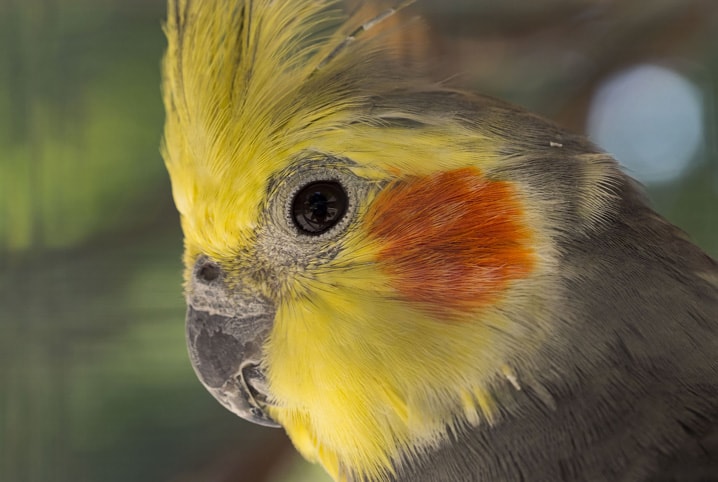Tipos de calopsita: conheça todas as espécies dessa ave