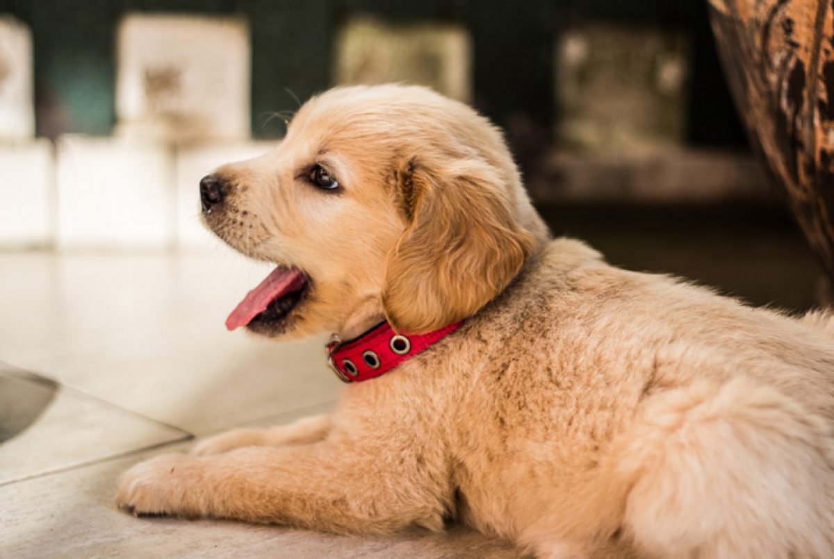 Cachorro Com Tosse Seca Como Se Estivesse Engasgado