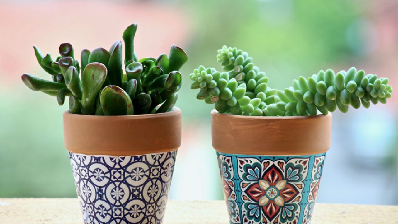 tudo sobre suculentas plantas