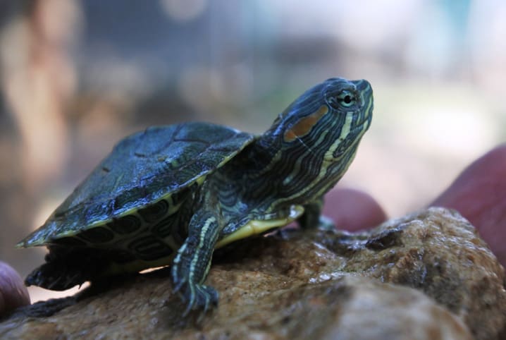Tudo sobre tartarugas: conheça os hábitos, cuidados e muito mais