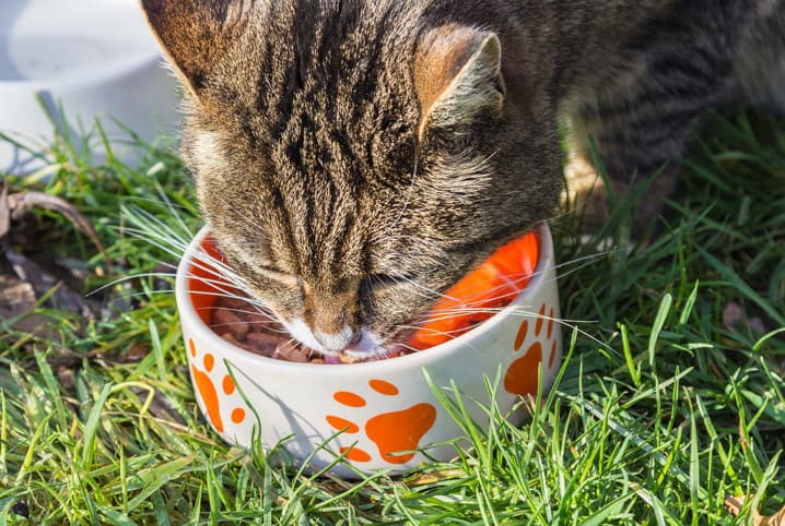 Alimentação para gatos: descubra a melhor ração para seu felino