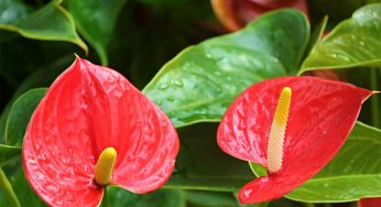 O que é antúrio? Saiba como cuidar dessa bela planta