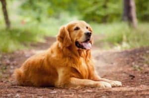 Cachorro independente: 4 dicas para uma relação saudável!