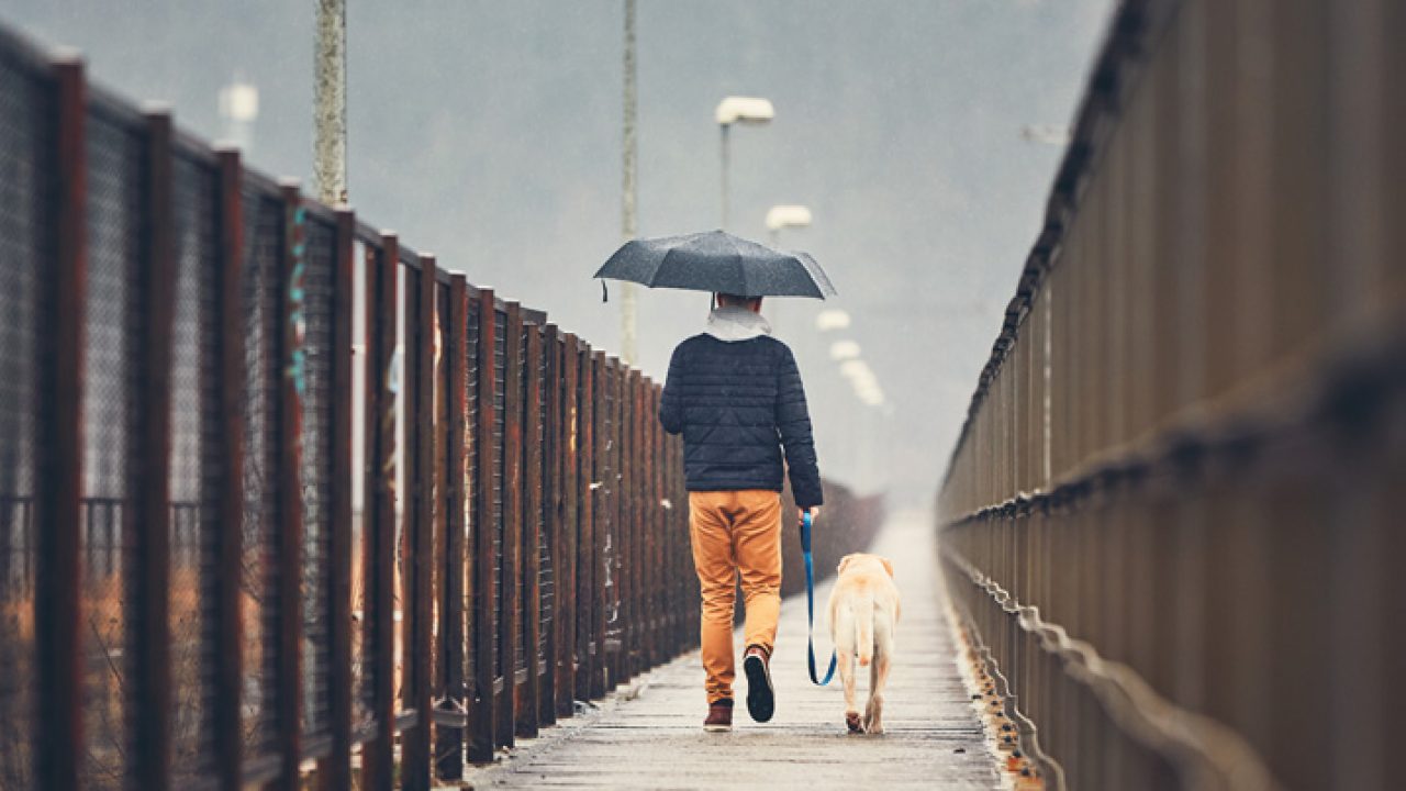 Cachorro na chuva: pode ou não pode? Entenda tudo!