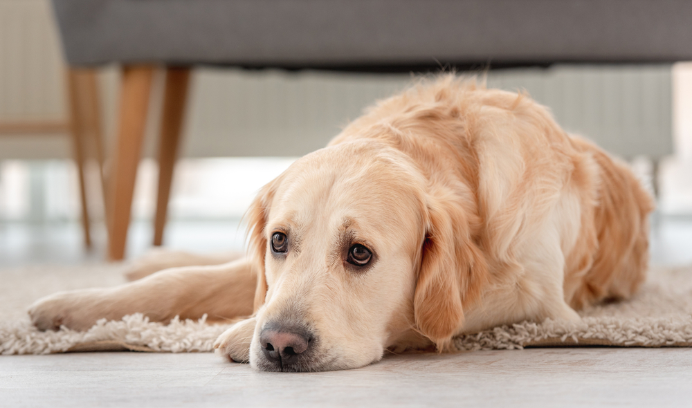 Golden,Retriever,Dog,Lies,On,The,Floor,With,Sad,Eyes