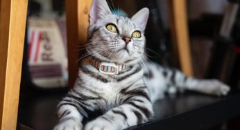 Caixa para gato: por que os bichanos enterram seus dejetos?