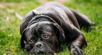 Coccidiose em cães: saiba como evitar a doença