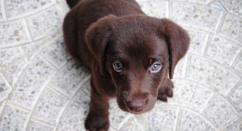 Descubra como saber o tamanho do cachorro pela pata